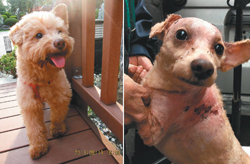 ̨����������5ֻ����ȥ������Ű�������飨ͼ��