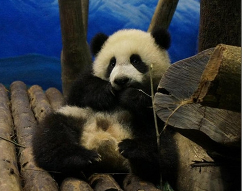 ��Բ�С����Ť��Ťȥ����Ա���ܼ�����צ��ͼ��