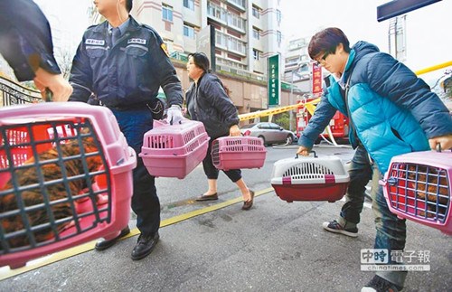 台北一公寓传出火警爱猫店长与消防员救下10只猫