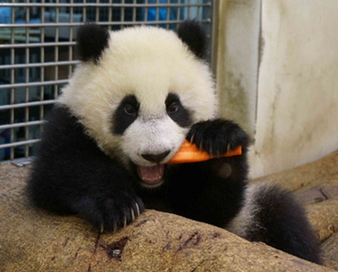 “圆仔”飞扑暴冲速度超快“熊来疯”玩不停(图)