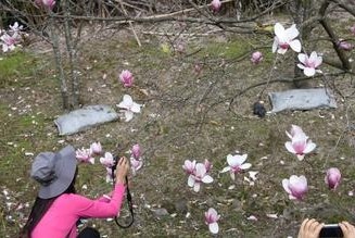 �±���ˮľ�����������ο��ޡ���������ͼ��