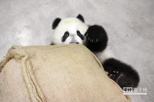 Բ������ߡ�����������������צץ������Թ��ͼ��