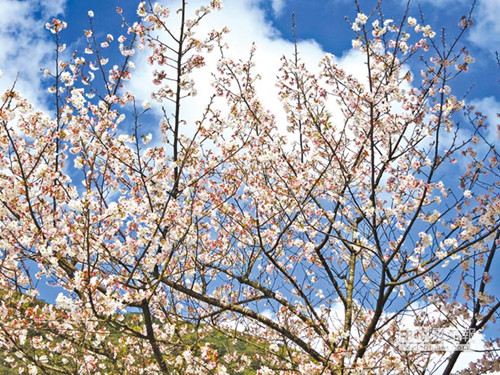 ̨������ɽӣ�����𽥵�л����ˮ�ɽӰ���ͼ��