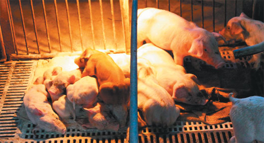 台湾仔猪下痢疫情蔓延5月余官方被指“慢半拍”