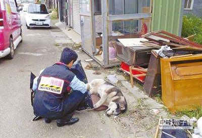 台流浪猫狗送行者5年为500只猫狗收尸诵经(图)