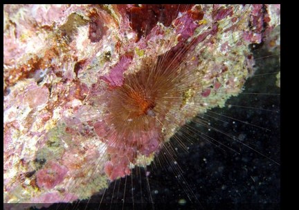 ̨��Ѷ����֡��⼬�ں��������ơ���ë�ȡ���ͼ��