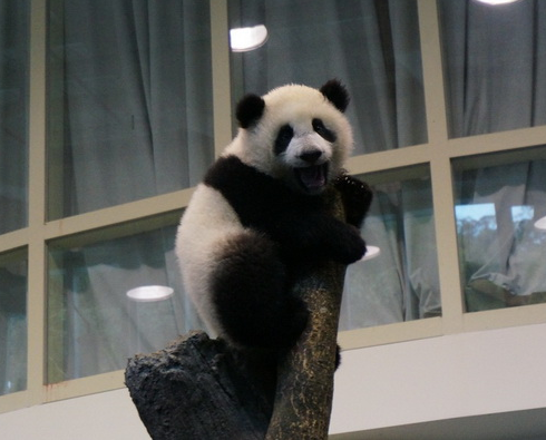 台北大熊猫宝宝“圆仔”开始换牙快会啃竹子