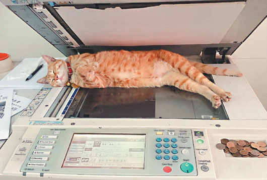 图:猫躺复印机取暖为复印店老板招财