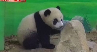 ��è��Բ�С����¼����߹���תս����ů����ͼ��