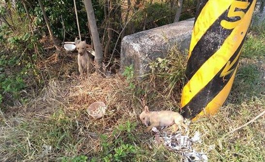 台湾屏东曝虐狗事件5只幼犬遭人毒死吊死(图)