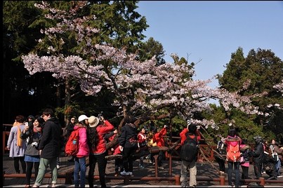 “想去阿里山看樱花”大陆游客圆梦病逝台湾