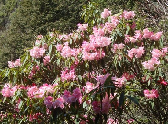 台湾原生杜鹃花盛开“粉饰”太平山(图)