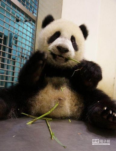 圆仔大字坐开心露齿偷咬妈妈零食(图)