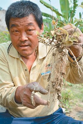 左镇区草山居民林德张种植"草石蚕",块茎像是"蚕宝宝",草山垩地能种