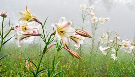 ̨��̫�������ɽ�ٺ�ʢ���ο;��ޣ�ͼ��