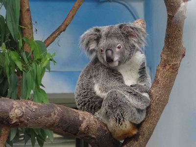 ̨������԰3ֻ�����������б������٣�ͼ��