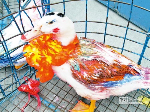 台湾高雄举办另类“选美”众家禽浓妆艳抹(图)
