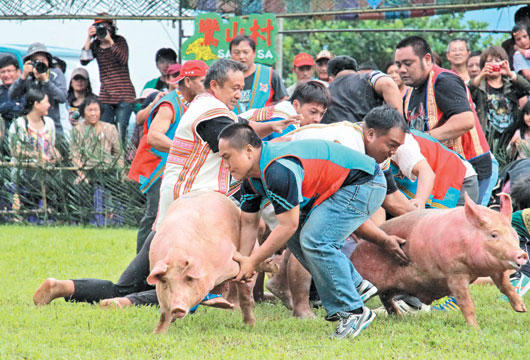 台湾布农族祭典抓猪仪式被指“虐猪”族人抗议