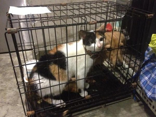 情侣分手宠物遭殃腊肠狗三色猫被丢火车站(图)