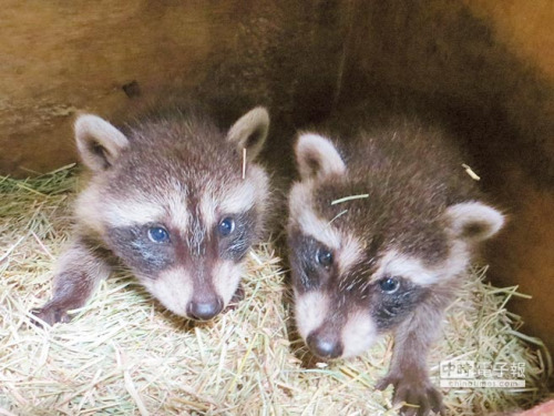 台北动物园浣熊产下双胞胎妈护儿女如超人(图)