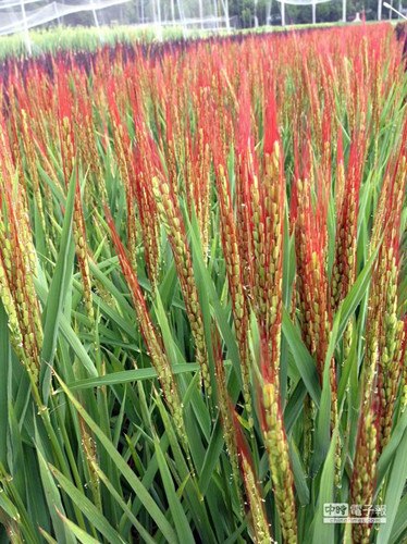 苦心研究20年台湾嘉义推出彩色稻子(图)