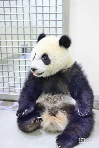 治愈系圆仔长大了小腹微突“婴儿肥”(图)