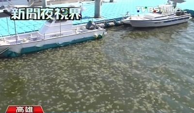 水母大军现踪数10万悠游高雄兴达港(图)