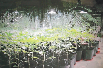 两男子警局百米外种大麻称最危险之地最安全(图)