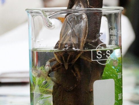 “水中霸王”田鳖现踪金门休养后将野放(图)