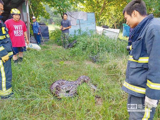 百斤巨蟒乍看似轮胎遭8名大汉力擒(图)