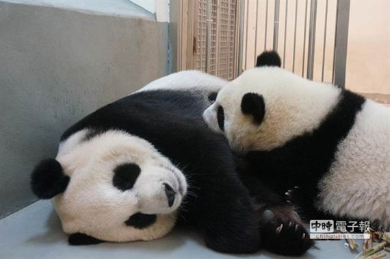 赠台大熊猫幼仔快满周岁黏妈妈喝奶啧啧作响(图)