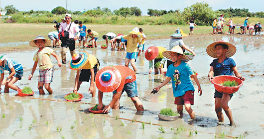 赤脚踩烂泥台湾学童顶烈阳学插秧(图)