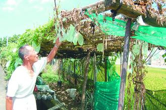 男子四处偷瓜毁园被撞见竟说“想多采些”(图)