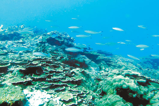 澎湖南方四岛珊瑚礁复育(图)