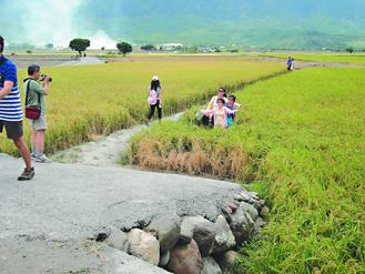 台东“金城武树”爆红游客踩稻子拍照农民气愤