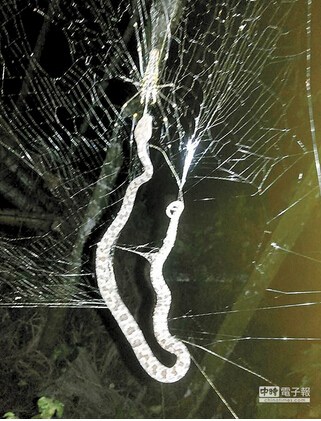 蜘蛛咬死大头蛇蛇被麻醉挂网10小时任被摆布(图)