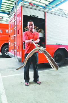 1.4米长蛇躲在冰箱下贪凉消防员花20分钟捕获