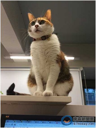 台一公司养“公关萌猫”员工:猫陪上班好治愈(图)
