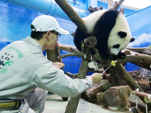 圆仔获暑期辅导装可爱不顺饲养员意愿