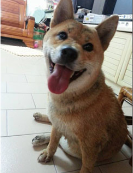男子等红灯被陌生柴犬“赖上”盼主人领回(图)