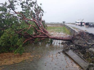 “麦德姆”袭台致强降雨“金城武树”倒地(图)