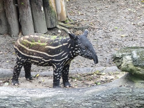 ̨������԰С�������������ơ�ͯװ�����ʣ�ͼ��