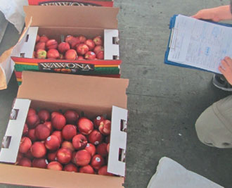 销台美国甜桃或遭李斯特菌污染多数或已下肚