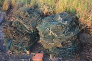 ̨��4�����ӵ�ʪ��͵��30ֻ�з����19����̨��