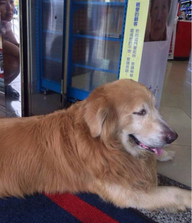 迷路金毛犬商店吹冷气网友接力9小时找到主人(图)