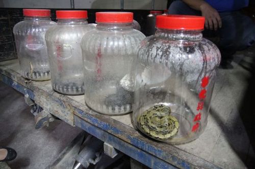 信箱内有大蟒蛇屋主疑是恶作剧(图)