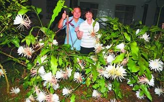 百朵昙花齐开放台湾新竹五指山百年首见