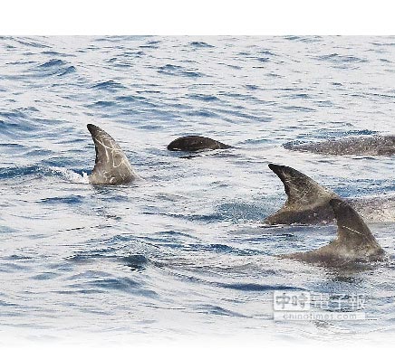 台东赏鲸船遇花纹海豚背鳍有“来”字花纹(图)