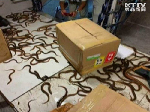 桃园机场空运纸箱意外破裂鳗鱼爬满地(图)