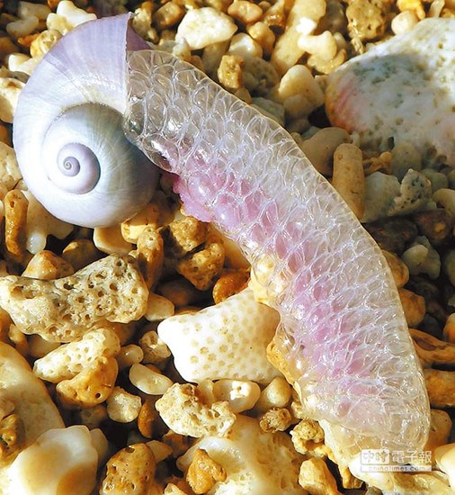 紫螺现身垦丁沙滩自带“漂流筏”(图)